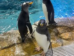 -成都浩海立方海洋公园