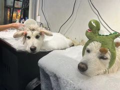 -PETKIT小佩宠物(古北店)