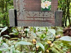 -云南屏边大围山国家公园