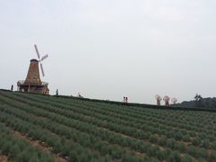 -大塘金香草谷
