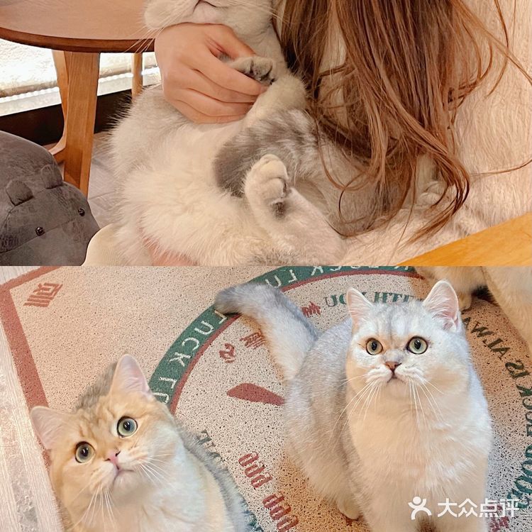 天津🐈探店｜是香软软的小猫咪呀🦷  