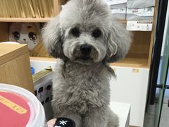 -瑞派长江宠物医院·猫科·外科·24小时夜护(谊城公寓分院)