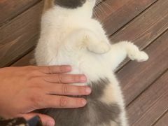 -有猫主题·治愈系猫咖(曾厝垵店)