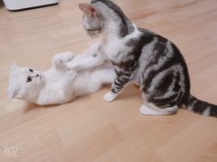 -猫大福·Fortune Cat猫舍(百子湾店)