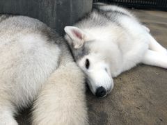 -TrueLove @ Neverland (Husky Cafe)