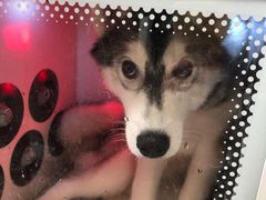 -PETKIT小佩宠物(古北店)