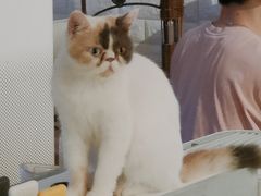 -平行世界·猫咖(首经贸店)