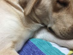 -翊宠yipet猫狗购宠庄园犬舍•猫舍