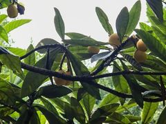 -塘栖枇杷特色园区