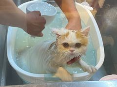 -PETKIT小佩宠物·低压洗护(国顺东路店)