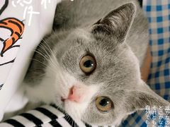 -lincat·猫舍(广州店)