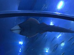 -成都浩海立方海洋公园