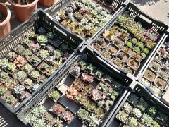 -中环花鸟鱼虫市场
