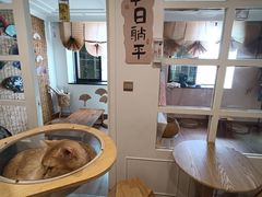 -楼上猫咖(罗湖店)