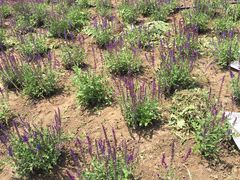 -北纬44度·金珠花海休闲农业旅游景区