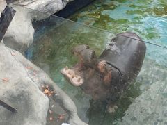 -灵玲国际马戏城