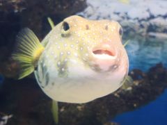 -烟台海昌鲸鲨海洋公园