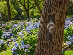 -上海共青森林公园