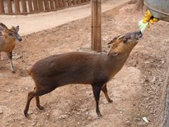 -昆明动物园