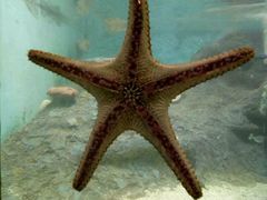 -北戴河圣蓝海洋公园