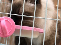 -多卡布奇宠物生活馆(上林世家店)