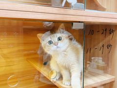 -猫十亿·布偶金渐层·曼基康矮脚猫舍(青年路店)