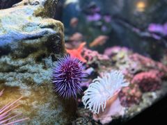 -西雅图水族馆
