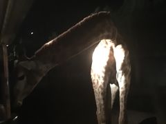 -清迈夜间动物园