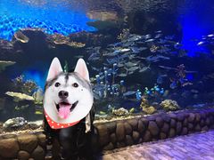 -华夏文旅海洋公园