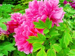 -洛阳市隋唐城遗址植物园