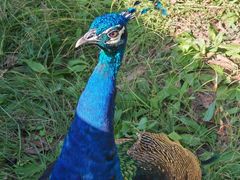 -北京麋鹿生态实验中心