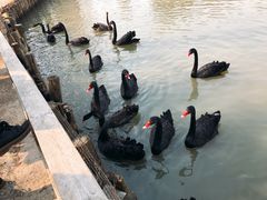 -溱湖国家湿地公园