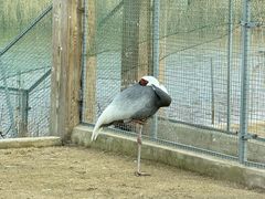 -盐城丹顶鹤湿地生态旅游区