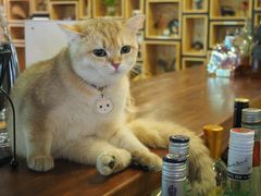 -咖法森林·咖啡  酒吧(天河店)