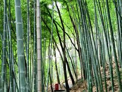 -上海佘山国家森林公园天马山园