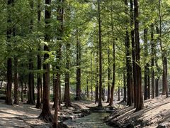 -白水寺森林公园