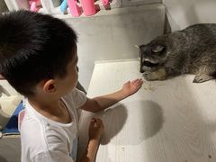 -浣熊柯尔鸭土拨鼠·电玩咖