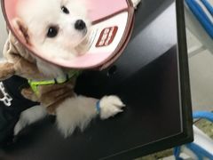 -成都民大动物医院