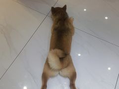 -柴源莊·柴小宠柴犬咖啡