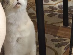 -猫猫幼稚园·撸猫·桌游·电玩