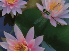 -白鹭湾湿地公园