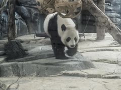 -武汉动物园