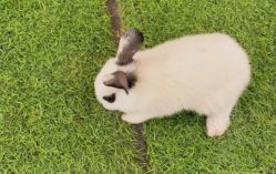 -萌宠亲子动物乐园(槐房万达店)