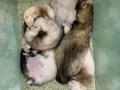 -藦茜花园宠物主题亲子互动体验馆(国顺东路店)