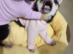 -逗柴咖啡屋·狗咖猫咖宠物桌游
