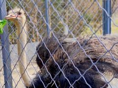 -长白岛森林公园