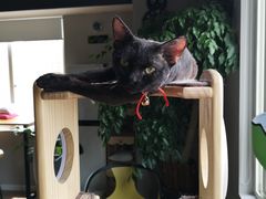 -东方名猫馆·英短金渐层布偶猫舍(环线广场1号楼店)