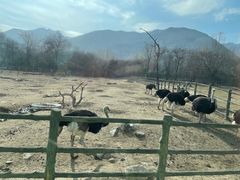-西安秦岭野生动物园