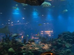 -海棠湾洲际-涛·海底餐厅·美人鱼·自助餐·海底隧道