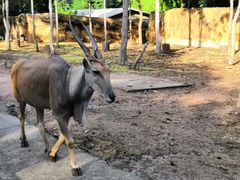-清迈夜间动物园